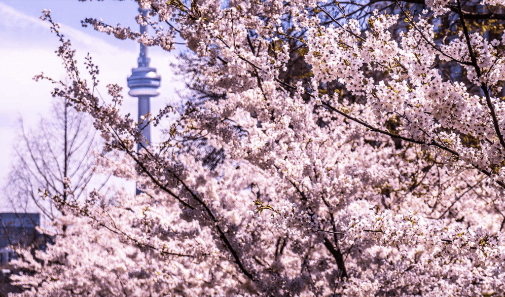 Toronto in Spring